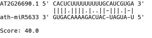 Figure 5: Example of a peak sequence selected after a global alignment against known miRNAs. Alignment score is reported at the bottom.