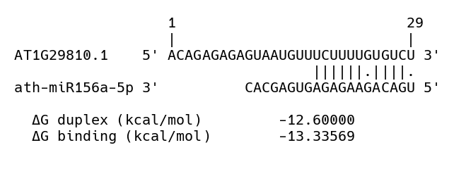 Figure 6: Example of a peak sequence selected after a mirmap alignment against known miRNAs. Thermodynamic parameters of the miRNA:mRNA duplex are reported at the bottom.